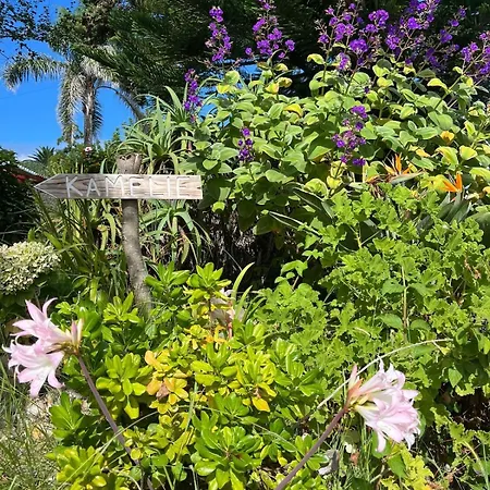 Ingwer, Floramar